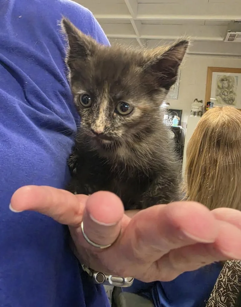 A baby small-sized female Domestic Medium Hair cat named Sasha for adoption in Pahrump, NV