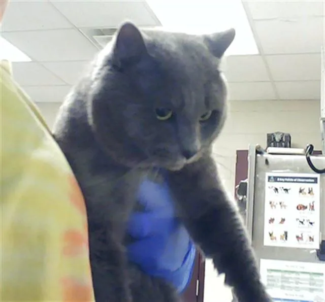 An adult large-sized male Domestic Medium Hair cat named Jinx for adoption in Fayetteville, NC