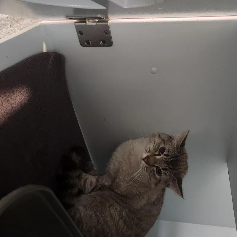 A young medium-sized male Gray & White Domestic Short Hair cat named Bubber for adoption in Charleston, SC