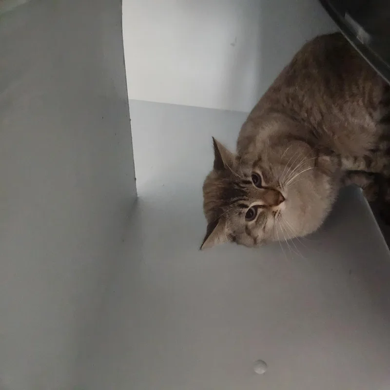 Bubber thumbnail 2