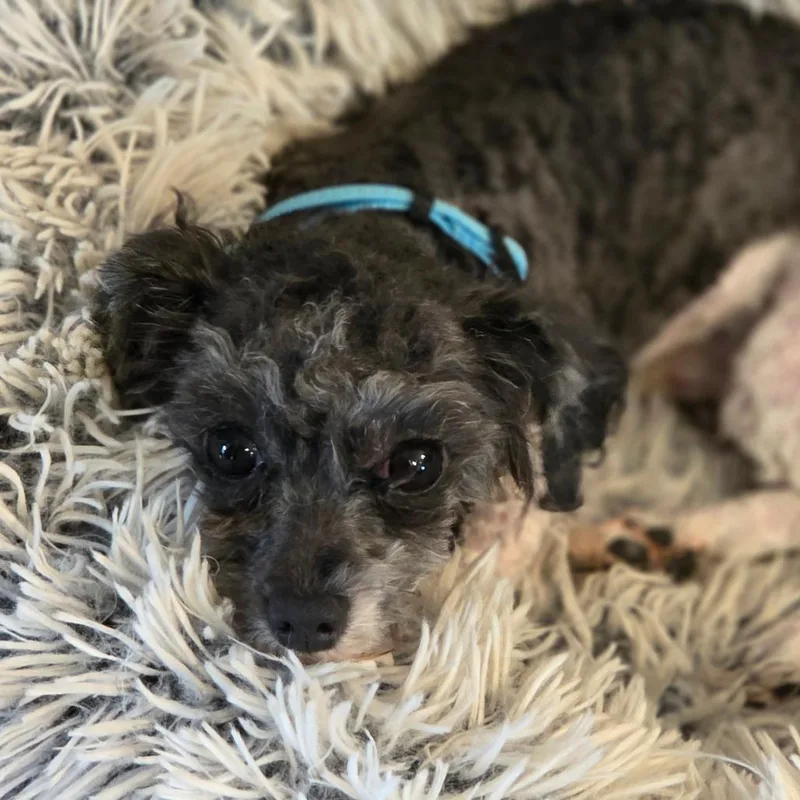 An adult small-sized male Shih Tzu dog named Walter for adoption in Olathe, KS