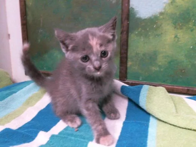 A baby small-sized female Domestic Short Hair cat named Kia for adoption in Houston, TX