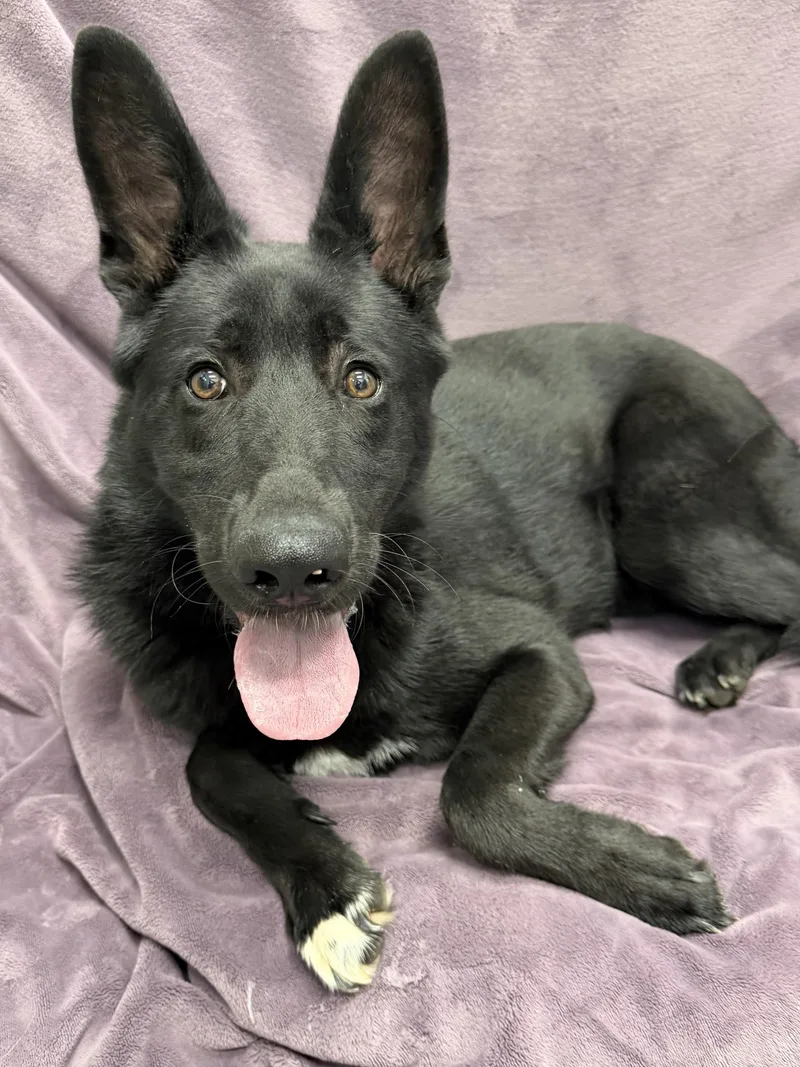 A young large-sized male Black Shepherd dog named Cyrus Tag for adoption in Central Islip, NY