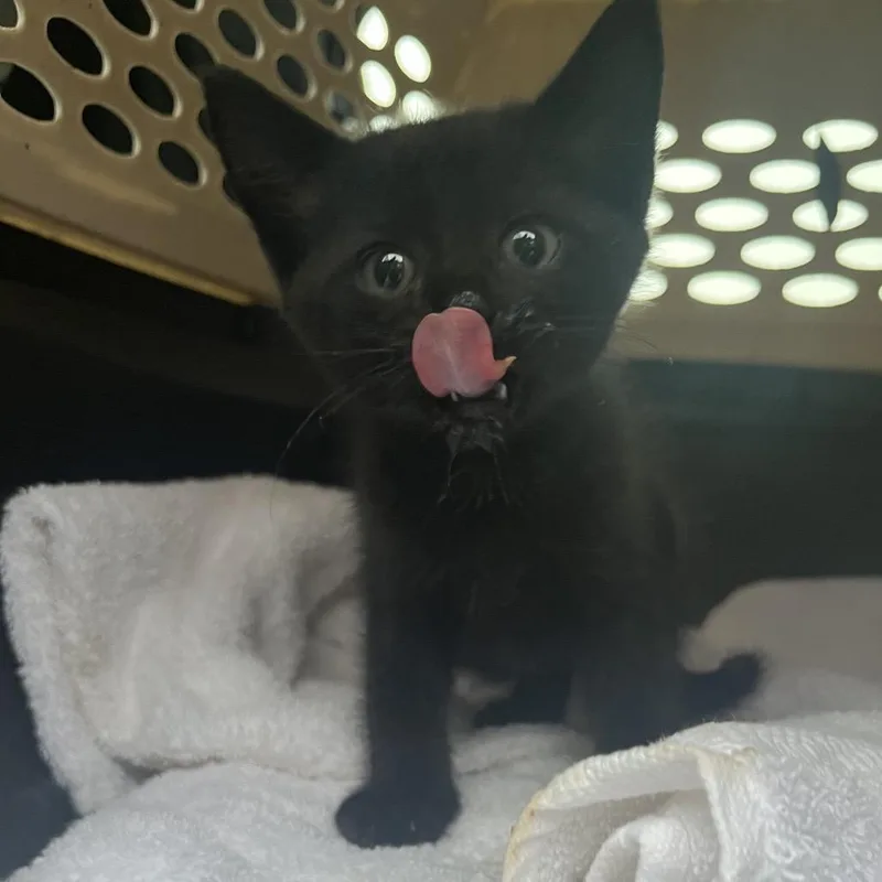 A baby small-sized male Black Domestic Short Hair cat named Bolt for adoption in Lake Jackson, TX