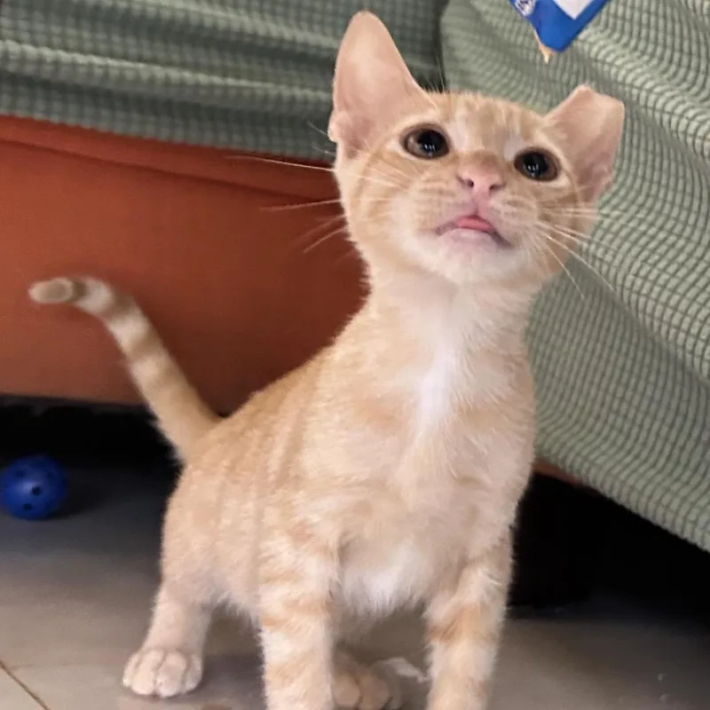 A baby medium-sized female Orange / Red Domestic Short Hair cat named Swiper for adoption in Port Richey, FL