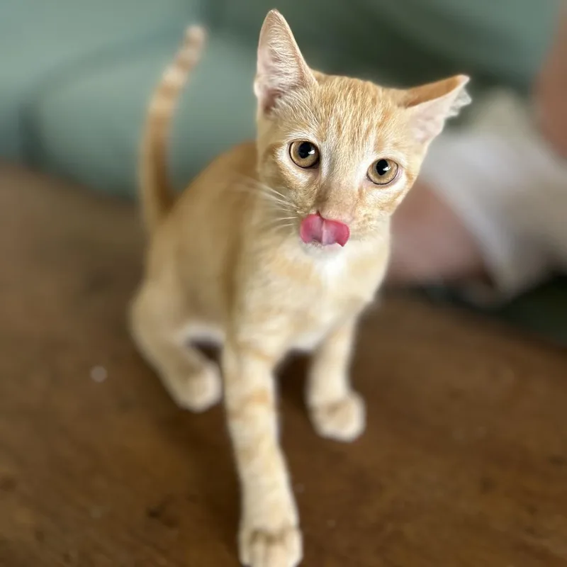 Swiper thumbnail 2