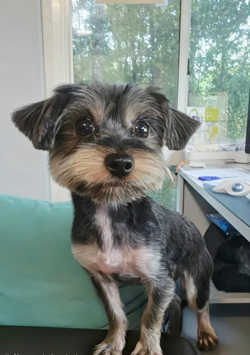 An adult small-sized female Yorkshire Terrier dog named Nancy for adoption in Calera, AL
