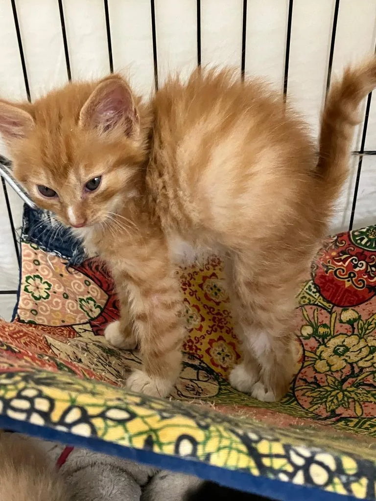 A baby small-sized male Domestic Short Hair cat named Waffle for adoption in Lunenburg, MA