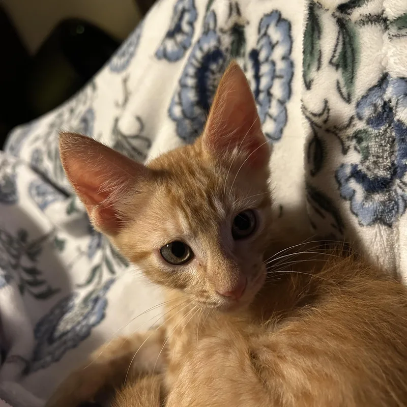A baby medium-sized male Orange / Red Domestic Short Hair cat named Neopolitan for adoption in Bryan, TX