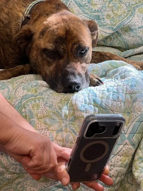 Catahoula  Catahoula thumbnail 2