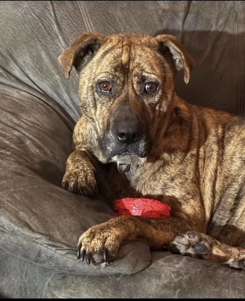 Catahoula  Catahoula thumbnail 3