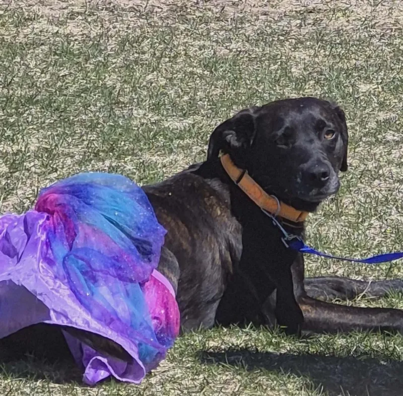 A young medium-sized female Black Labrador Retriever dog named Hannah for adoption in Grand Rapids, MI