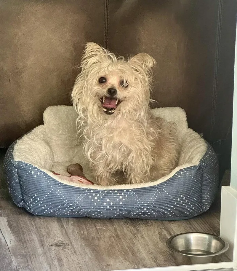 A senior small-sized female Yorkshire Terrier dog named Fifi for adoption in Cape Coral, FL