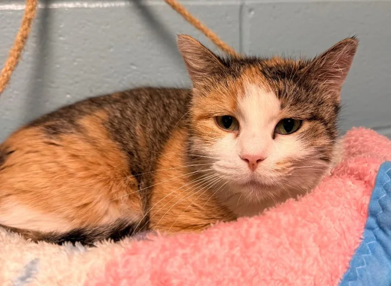 A young small-sized female Domestic Short Hair cat named Serendipity for adoption in Defiance, OH