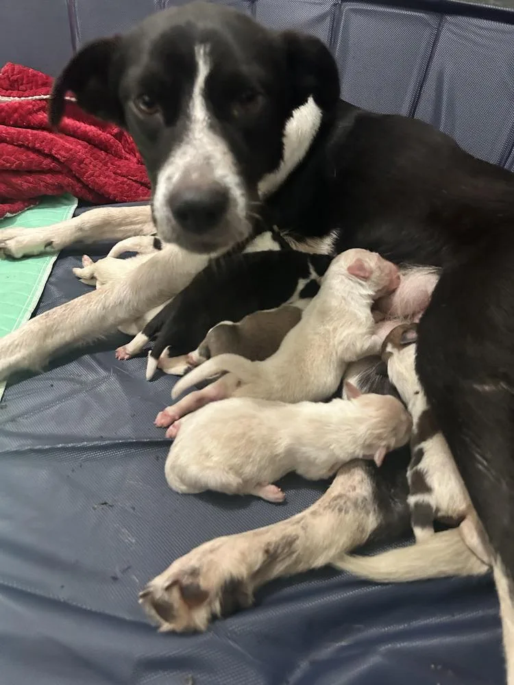 Momma Odie thumbnail 2