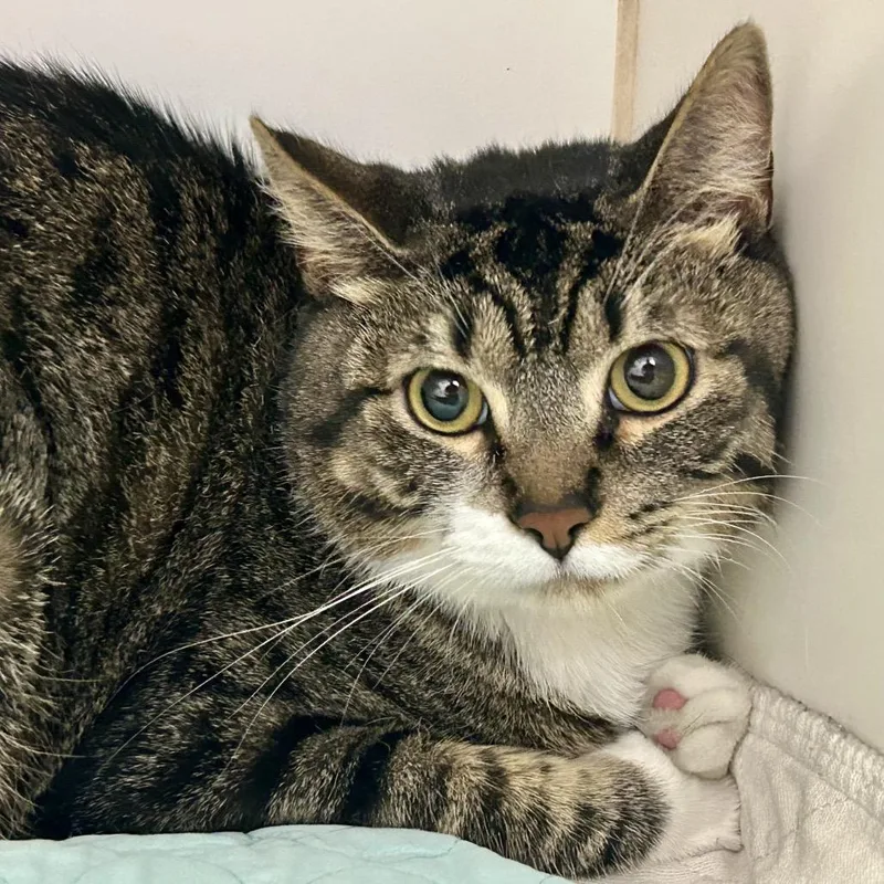 An adult large-sized male Brown / Chocolate Domestic Short Hair cat named Leo for adoption in St Joseph, MO