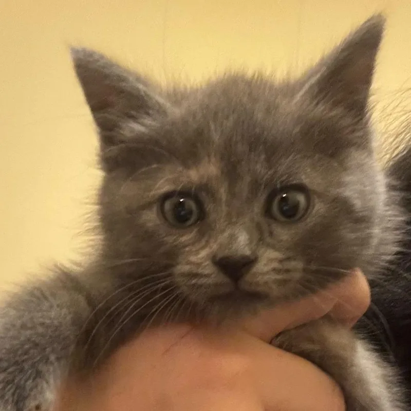 A baby small-sized female Tortoiseshell Domestic Short Hair cat named Bleu for adoption in Winchester, VA