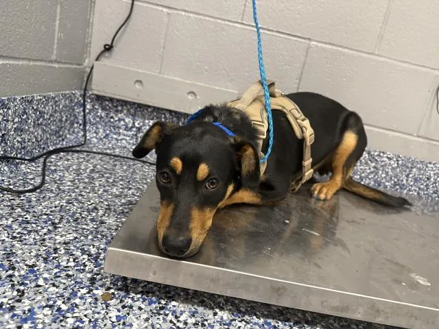 A baby small-sized male Doberman Pinscher dog named Alvin for adoption in Thousand Palms, CA