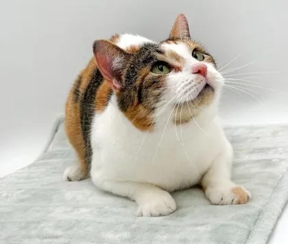 An adult small-sized female Domestic Short Hair cat named Maxine for adoption in Bowling Green, KY