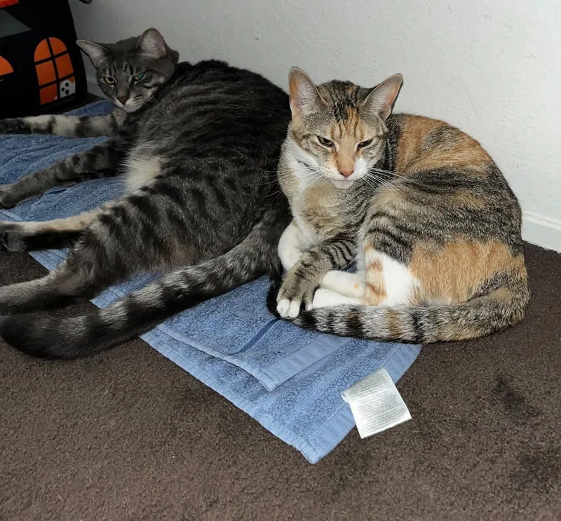 A young medium-sized female Calico Domestic Short Hair cat named Lili for adoption in Santa Ana, CA