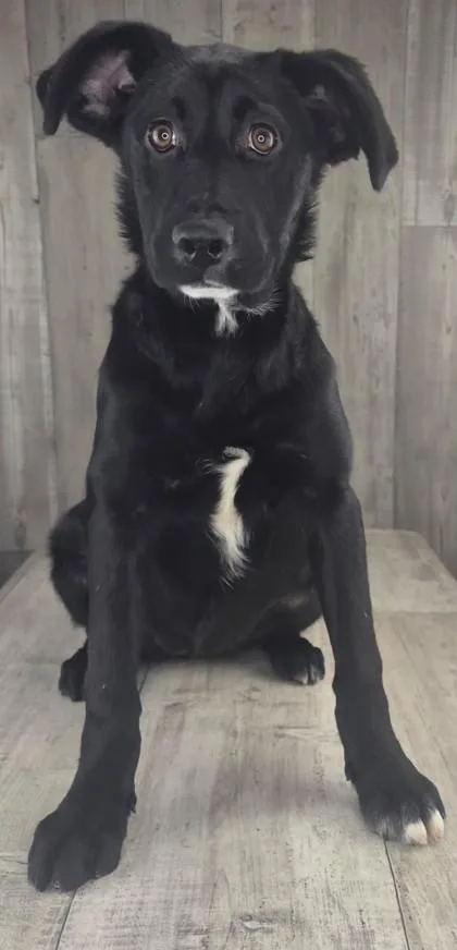 Pepper