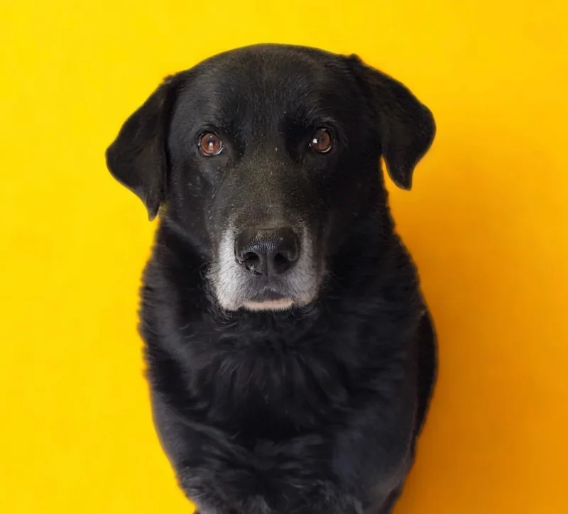 A senior extra large-sized male Black Labrador Retriever dog named Barkley for adoption in Morgantown, KY