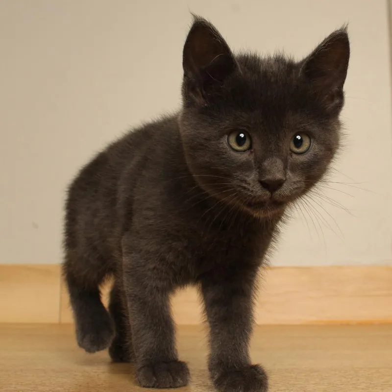 A baby small-sized male Gray / Blue / Silver Domestic Short Hair cat named Grey Wind C for adoption in Minnetonka, MN