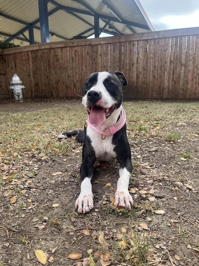 Dahlia A thumbnail 3