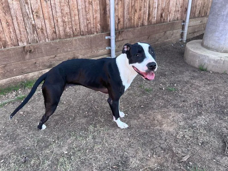 Dahlia A thumbnail 4