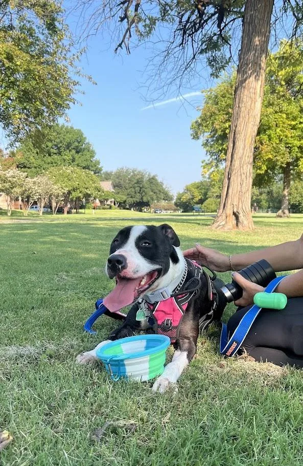 Dahlia A thumbnail 5