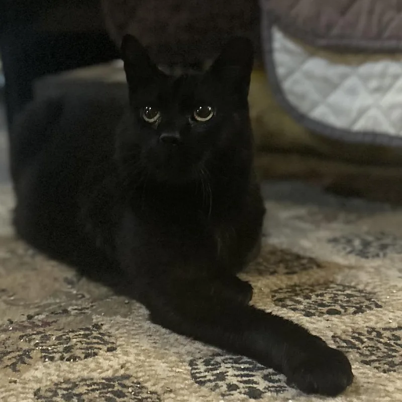 An adult small-sized male Black Domestic Short Hair cat named Rambo for adoption in Philadelphia, PA