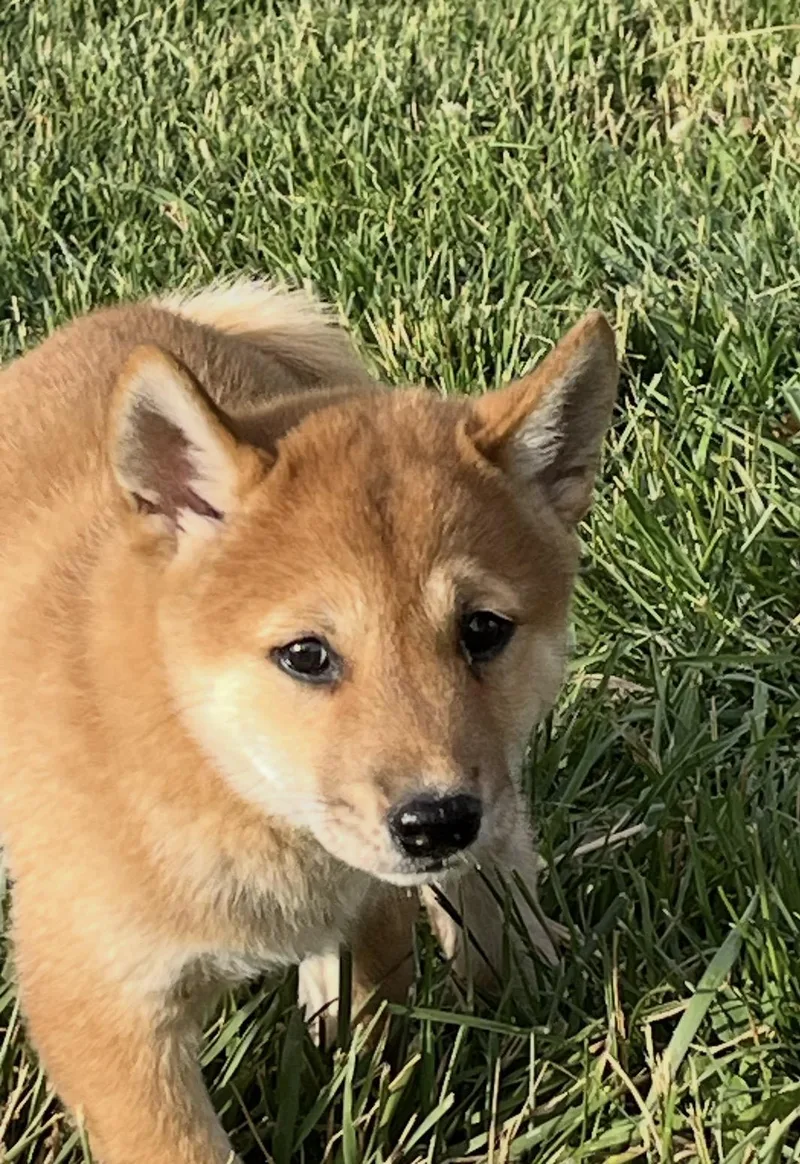 A baby small-sized male Shiba Inu dog named Gazpacho for adoption in Havertown, PA