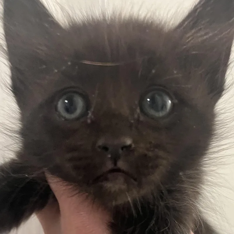 A baby medium-sized male Black Domestic Long Hair cat named Snoopy for adoption in Santa Ana, CA