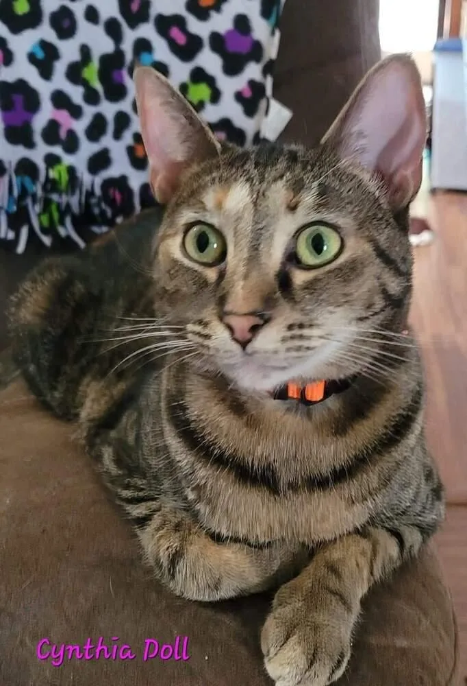 Cynthia Doll thumbnail 2