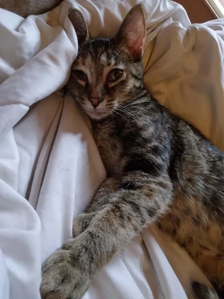 Cynthia Doll thumbnail 3