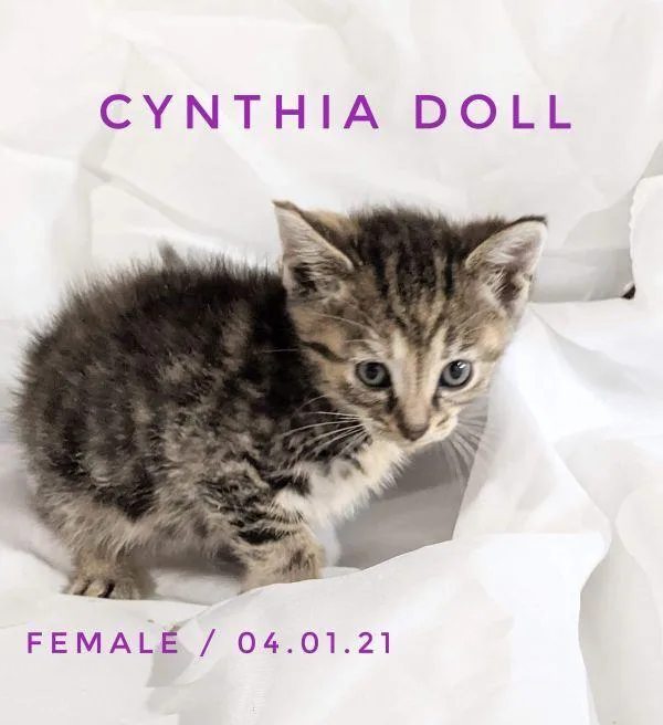 Cynthia Doll thumbnail 4