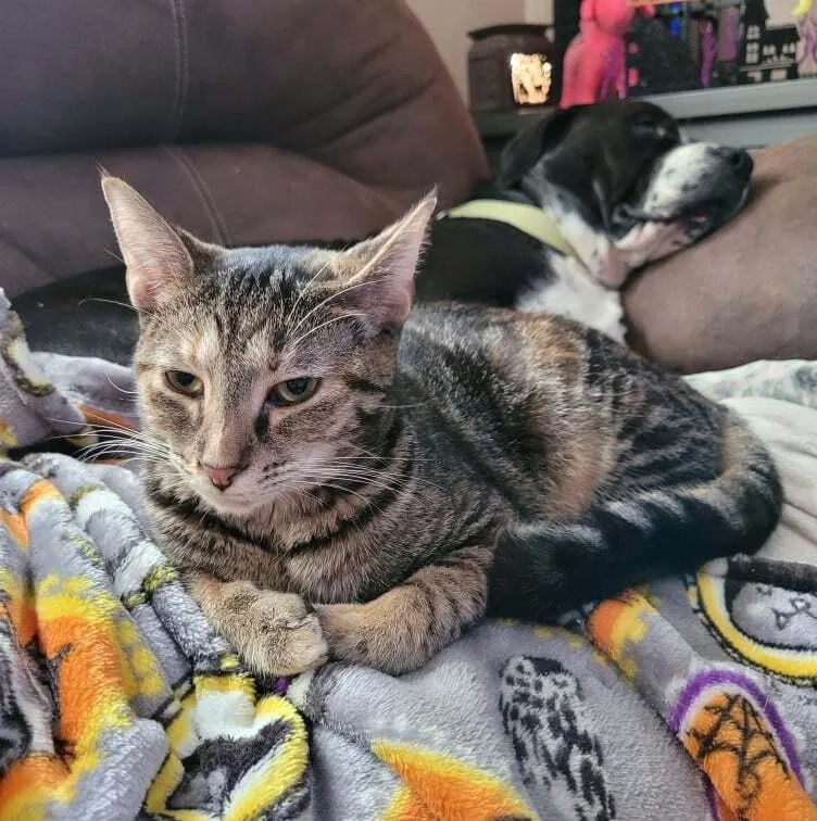 Cynthia Doll thumbnail 5