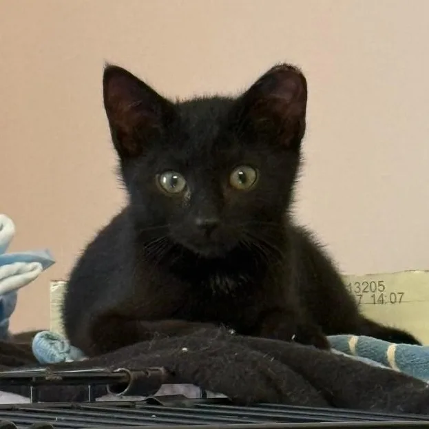 Toe Furkey thumbnail 2