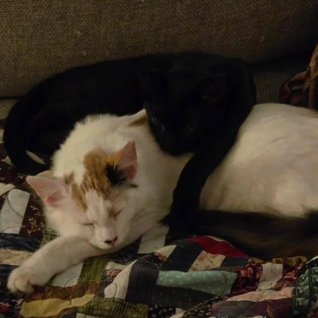 Toe Furkey thumbnail 3