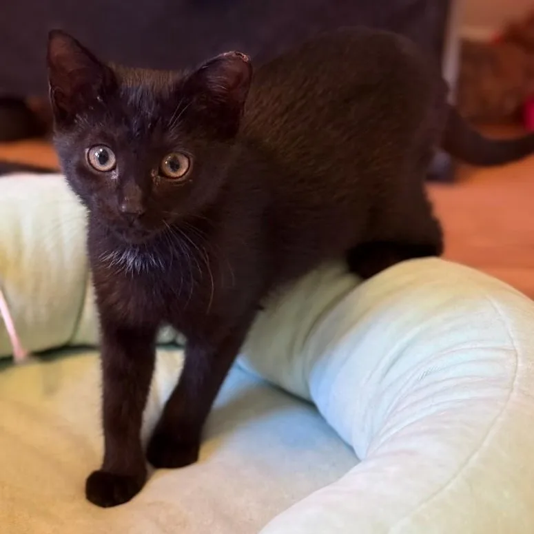 Toe Furkey thumbnail 4