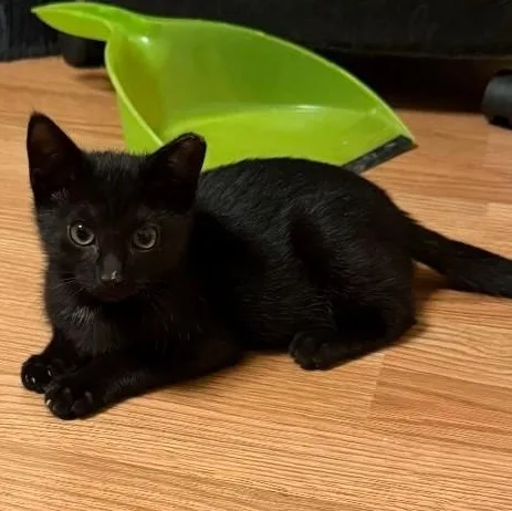 Toe Furkey thumbnail 5