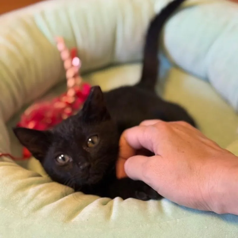 Toe Furkey thumbnail 6