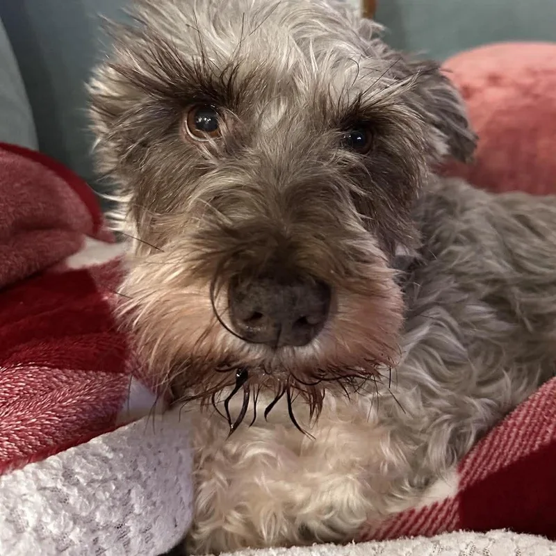 An adult small-sized female Miniature Schnauzer dog named Valerie for adoption in Homer Glen, IL