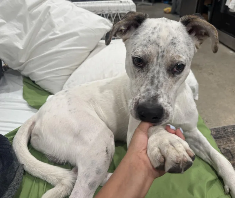 A baby medium-sized male White / Cream Dalmatian dog named Atlasfresno  Ca for adoption in San Diego, CA