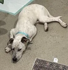 Atlasfresno  Ca thumbnail 6