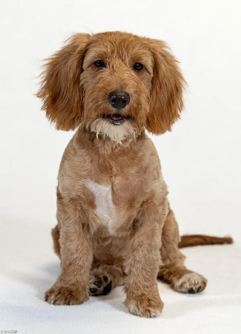 Barkley