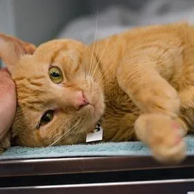 An adult small-sized male Orange / Red Domestic Short Hair cat named Leo Cappuccino for adoption in New York, NY