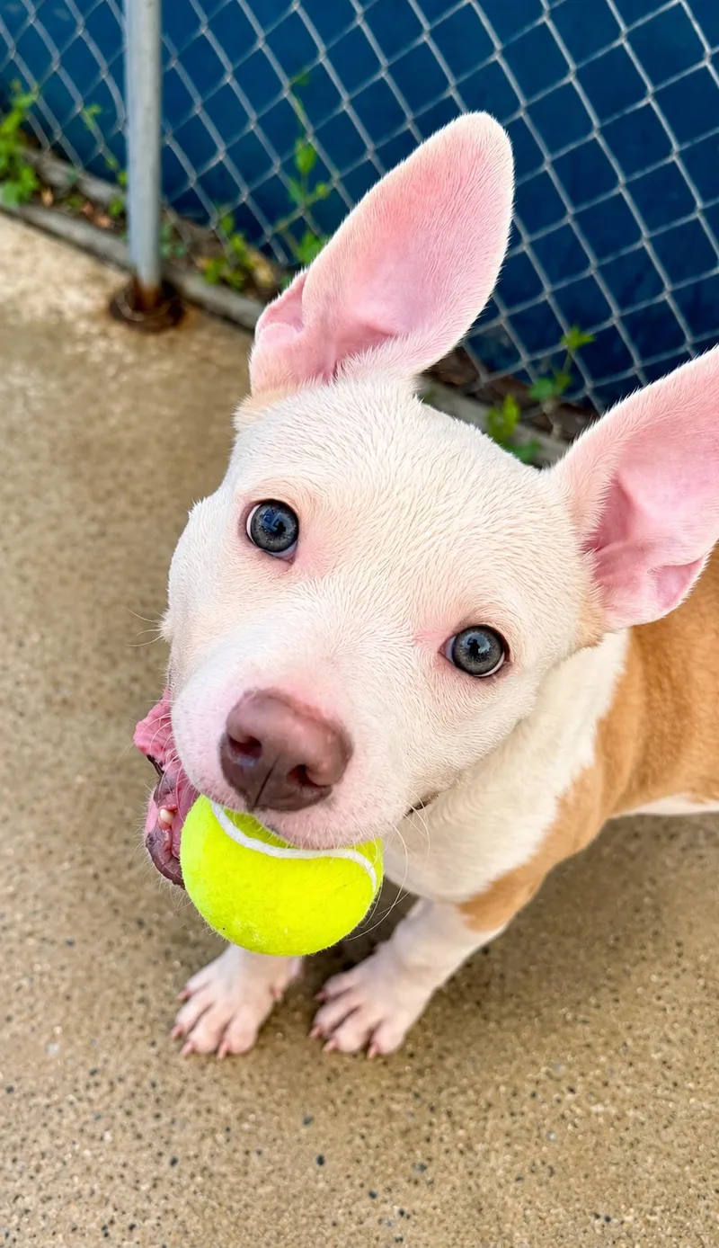 An adult medium-sized female White / Cream American Staffordshire Terrier dog named Nyla for adoption in Long Beach, NY