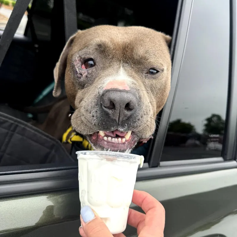 An adult medium-sized male Brown / Chocolate American Bulldog dog named Fish for adoption in Greensboro, NC