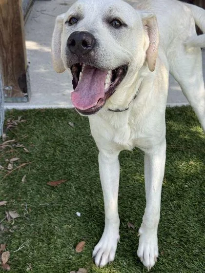An adult large-sized male Labrador Retriever dog named Ghost for adoption in Daytona Beach, FL